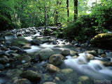 river rock creek and green tree trunks river rock creek and green tree trunks