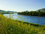 summer river edge while yellow flowers background trees summer river edge while yellow flowers background trees