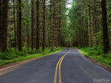 road through the summer forest background road through the summer forest background
