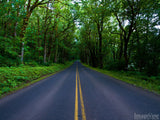 road through the green trees road through the green trees