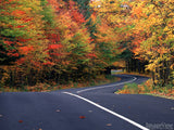red green and orange trees on road to autumn red green and orange trees on road to autumn