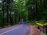road way through the dense forest road way through the dense forest