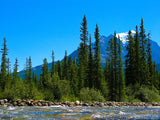 rocky creek with a forest of slender green fur trees rocky creek with a forest of slender green fur trees