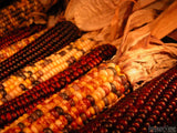 rows of Indian corn rows of Indian corn