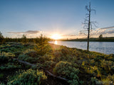 sunrise on serene green shrubs dead tree background sunrise on serene green shrubs dead tree background