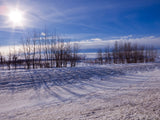 shadows from trees fall on snow field shadows from trees fall on snow field