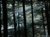 smoke and light filter through the trees smoke and light filter through the trees