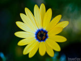 simple beauty yellow flower with blue centre simple beauty yellow flower with blue centre