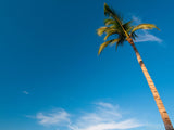 a single palm tree on a blue sky a single palm tree on a blue sky