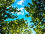 sky view of a green canopy sky view of a green canopy