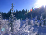 forest covered in snow forest covered in snow
