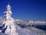 single tree on mountain top view covered in snow single tree on mountain top view covered in snow