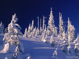 snow covered trees at the top of a ridge snow covered trees at the top of a ridge