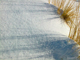 snow grass and shadows snow grass and shadows