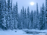 snow covered trees in background of pine and ponds snow covered trees in background of pine and ponds