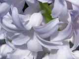 spring flowers in snow white spring flowers in snow white