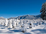 snowy evergreen trees in field snowy evergreen trees in field