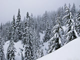 forest of snowy trees forest of snowy trees