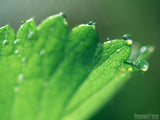 sparkling dew drops on a green background leaf sparkling dew drops on a green background leaf