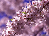 closeup of spring blossoms coming to life closeup of spring blossoms coming to life