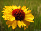 standing alone daisy standing alone daisy