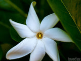 star shaped white flower star shaped white flower