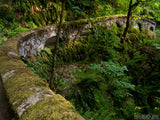 stone wall on a forest path stone wall on a forest path