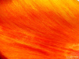 orange flower peddle makes background streaks orange flower peddle makes background streaks