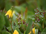 summer dew on yellow wild flowers summer dew on yellow wild flowers