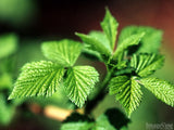 green summer leaves close up green summer leaves close up