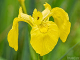 summer backgrounds iris yellow green summer backgrounds iris yellow green