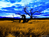 dark tree blue sky background golden fields in summer dark tree blue sky background golden fields in summer