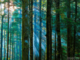 sunlight through the trees sunlight through the trees