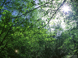sunlight coming through the trees sunlight coming through the trees