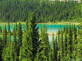small lake surrounded by evergreens small lake surrounded by evergreens
