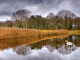 swan on a peaceful lake with fall golden grasses swan on a peaceful lake with fall golden grasses