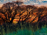 summer trees behind green grass summer trees behind green grass