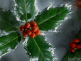 christmas carols the holly and the ivy background christmas carols the holly and the ivy background