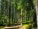 a pathway through the trees a pathway through the trees