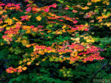 background of colored fall leaves in times of change background of colored fall leaves in times of change