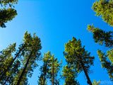 tree canopy and the blue sky tree canopy and the blue sky