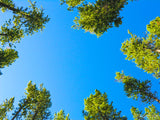 looking up at the tree tops and the sky looking up at the tree tops and the sky