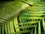 triumphal palm branch triumphal palm branch
