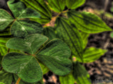 tropical abstract of a clover tropical abstract of a clover