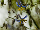 tropical blue flower tropical blue flower