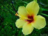 hawaii tropical hibiscus hawaii tropical hibiscus