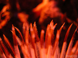 bright red tropical plant life bright red tropical plant life