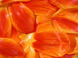 bright orange tulip petals background bright orange tulip petals background