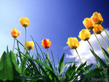 yellow tulips against a blue sky yellow tulips against a blue sky