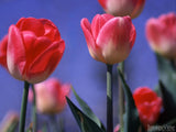 two tone spring tulips two tone spring tulips